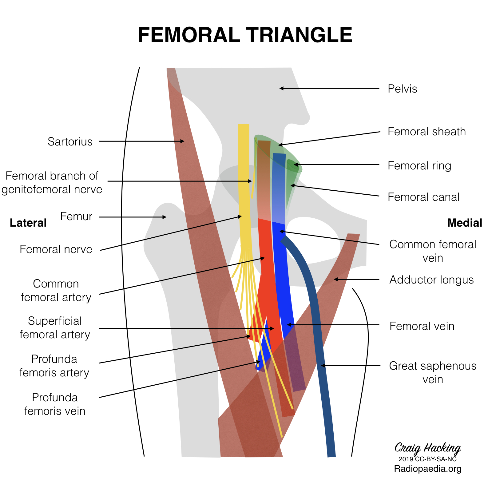 Femoral Triangle Short Notes